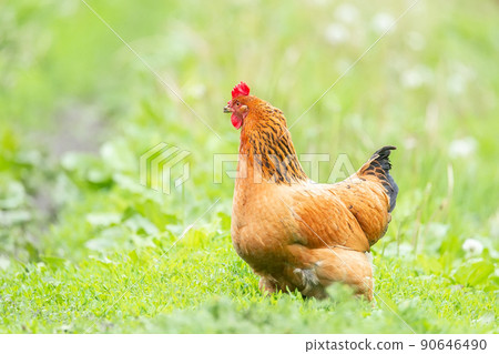 healthy chicken in the garden. healthy chicken in the garden. 90646490