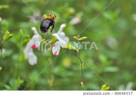 Gaillardia and bees 90646557