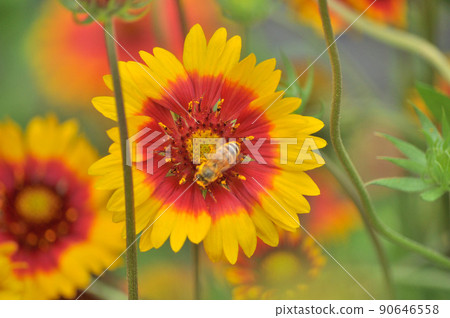 Gaillardia and bees Gaillardia and bees 90646558
