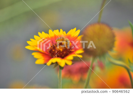 蓋拉迪亞和蜜蜂 蓋拉迪亞和蜜蜂 90646562