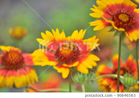 Gaillardia and bees Gaillardia and bees 90646563
