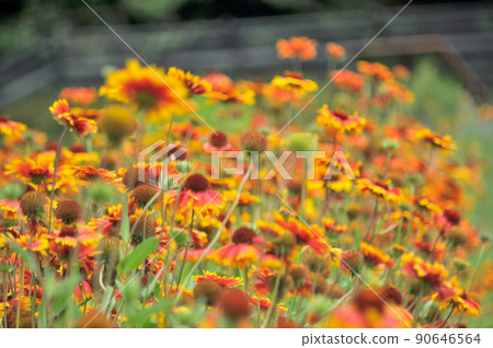 蓋拉迪亞和蜜蜂 90646564