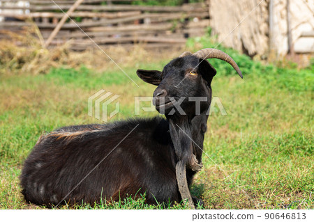 goat on grass. 90646813