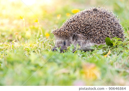 hedgehog on the grass.. 90646864
