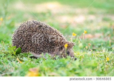 hedgehog on the grass.. 90646865