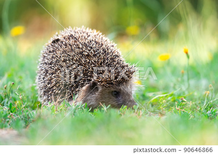 hedgehog on the grass. 90646866