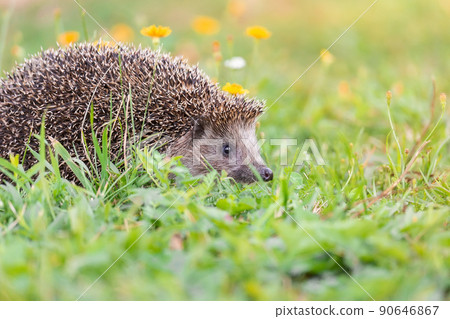 hedgehog on the grass... 90646867