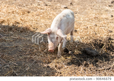 Pig farming raising and breeding of domestic pigs.. 90646879