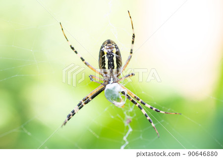 Yellow-black spider in her spiderweb - Argiope bruennichi.. Yellow-black spider in her spiderweb - Argiope bruennichi.. 90646880