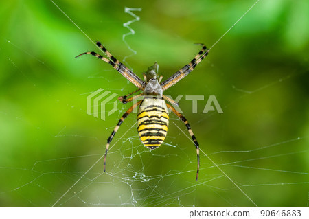 Yellow-black spider in her spiderweb - Argiope bruennichi. 90646883