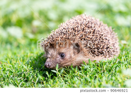 hedgehog on the grass... 90646921