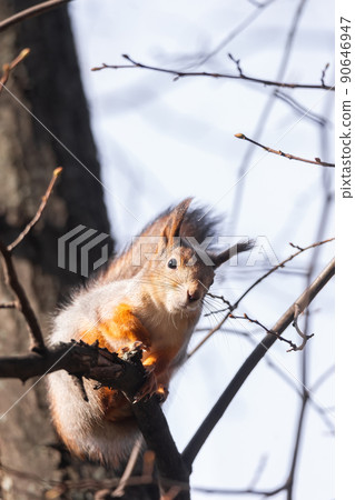 Squirrel in the autumn park.. Squirrel in the autumn park.. 90646947