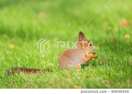 Squirrel in the autumn park.. Squirrel in the autumn park.. 90646948