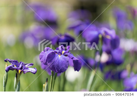 鳶尾花 鳶尾花 90647034