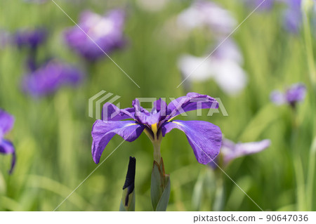 鳶尾花 鳶尾花 90647036