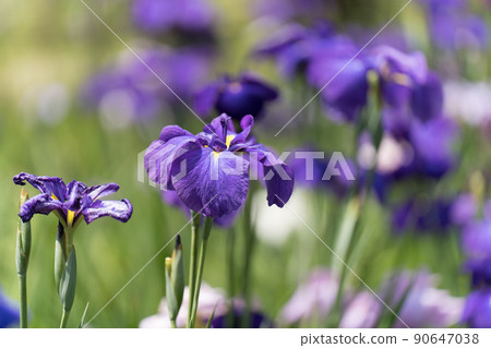 鳶尾花 鳶尾花 90647038