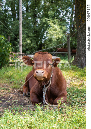 calf in the meadow. calf in the meadow. 90647125