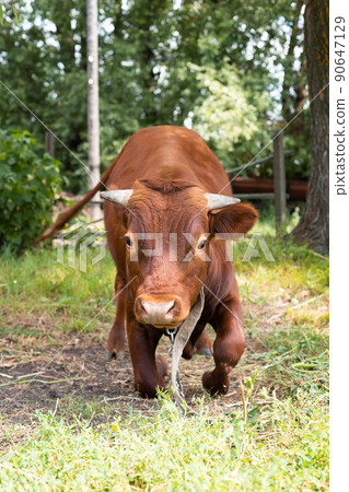 calf in the meadow.. calf in the meadow.. 90647129