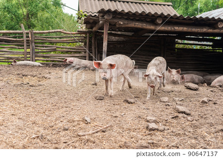 Pig farming raising and breeding of domestic pigs 90647137
