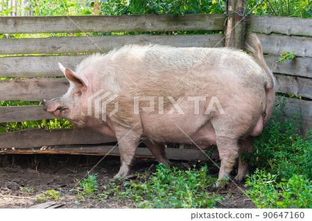 Pig farming raising and breeding of domestic pigs.. 90647160