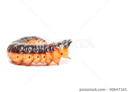 The big red catterpillar of Goat Moth (Cossus cossus), isolated on white.. 90647165