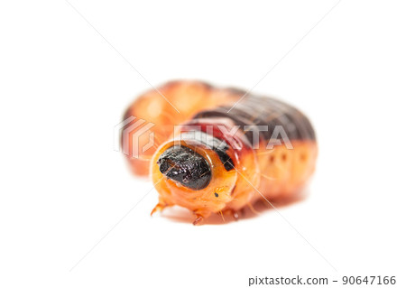 The big red catterpillar of Goat Moth (Cossus cossus), isolated on white. The big red catterpillar of Goat Moth (Cossus cossus), isolated on white. 90647166