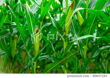 fresh corn on stalk in field 90647167
