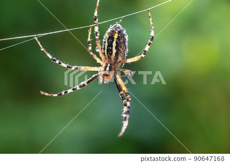 Yellow-black spider in her spiderweb - Argiope bruennichi 90647168