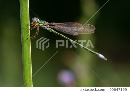 Dragonfly on a stick.. 90647169