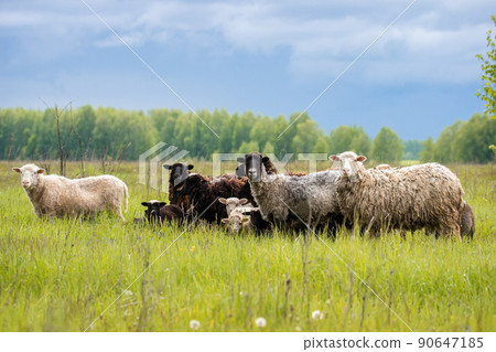 Lambs and sheep green grass.. Lambs and sheep green grass.. 90647185