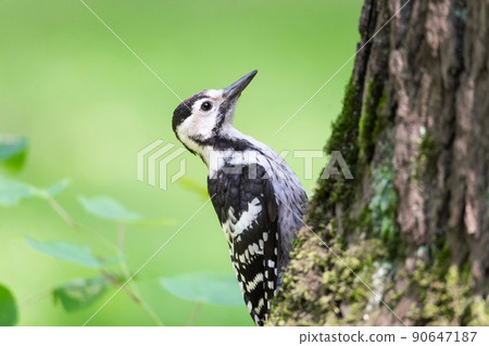 woodpecker in the park on a tree 90647187