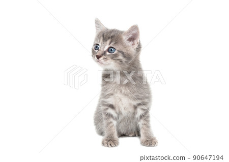 a striped purebred kitten sits on a white background 90647194
