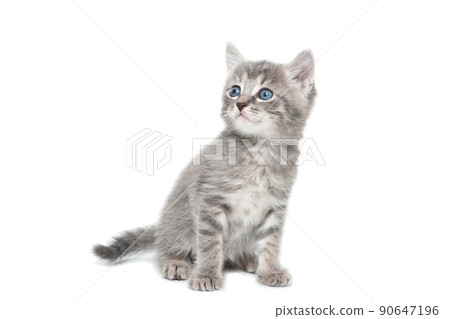 a striped purebred kitten sits on a white background 90647196