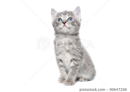 a striped purebred kitten sits on a white background 90647206