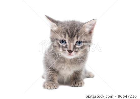 Gray kitten isolated on a white background. 90647216
