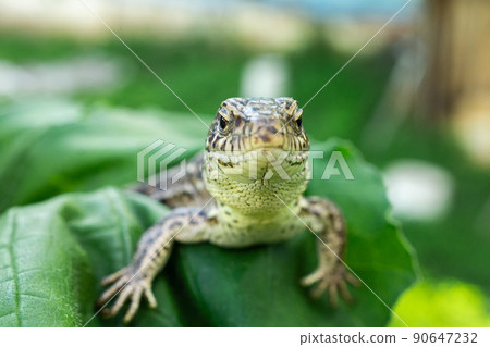 lizard on the grass. lizard on the grass. 90647232