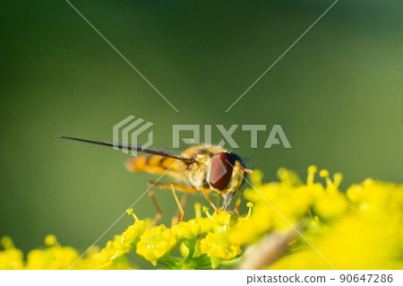 The face of eristalis arvorum... The face of eristalis arvorum... 90647286