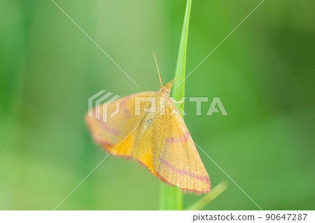 Closeup of a lythria cruentaria, moth resting in a green meadow Closeup of a lythria cruentaria, moth resting in a green meadow 90647287