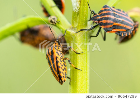 Italian striped bug, Graphosoma lineatum, 90647289