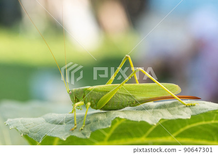 A green grasshopper on a large leaf of grass, in its natural environment.. 90647301