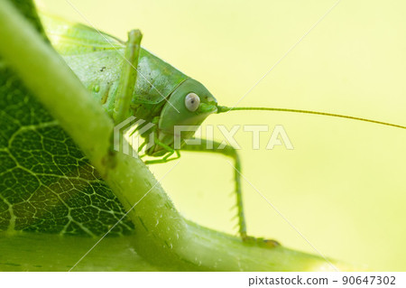A green grasshopper on a large leaf of grass, in its natural environment. A green grasshopper on a large leaf of grass, in its natural environment. 90647302