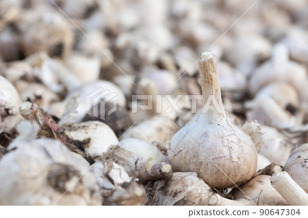 Pile of white garlic heads top view. Raw garlic background. Whole garlic heads, texture Pile of white garlic heads top view. Raw garlic background. Whole garlic heads, texture 90647304