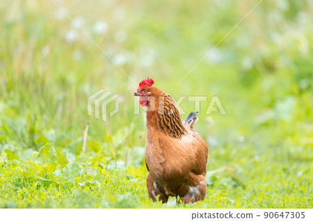 healthy chicken in the garden.. 90647305