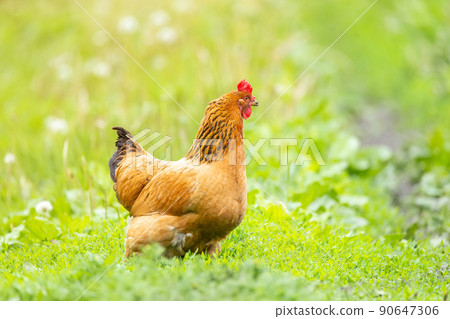healthy chicken in the garden.. healthy chicken in the garden.. 90647306