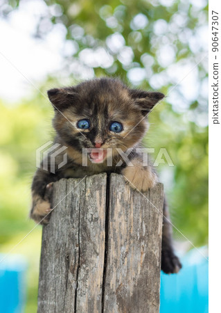cat sitting in the grass.. cat sitting in the grass.. 90647307