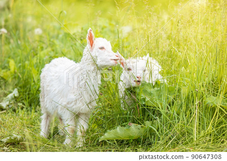 goat on grass 90647308
