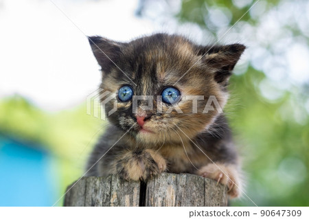 a small kitten on the fence a small kitten on the fence 90647309