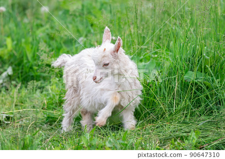 goat on grass.. goat on grass.. 90647310