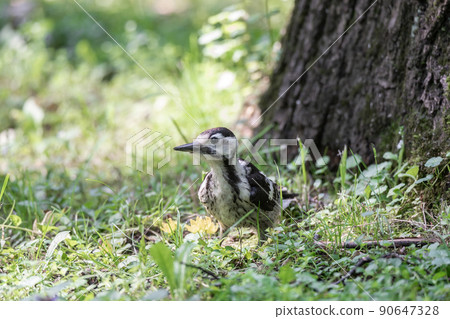 woodpecker in the park on a tree 90647328
