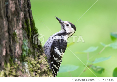 woodpecker in the park on a tree woodpecker in the park on a tree 90647330